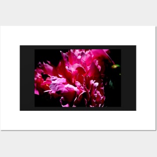 Peony Blossom Posters and Art